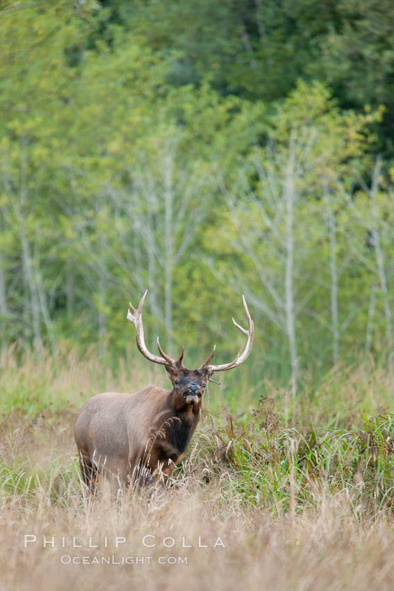 Roosevelt elk, adult bull male with large antlers.  Roosevelt elk grow to 10' and 1300 lb, eating grasses, sedges and various berries, inhabiting the coastal rainforests of the Pacific Northwest. Redwood National Park, California, USA, Cervus canadensis roosevelti, natural history stock photograph, photo id 25889