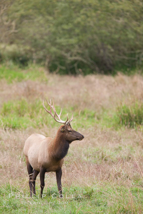 Roosevelt elk, adult bull male with large antlers.  Roosevelt elk grow to 10' and 1300 lb, eating grasses, sedges and various berries, inhabiting the coastal rainforests of the Pacific Northwest. Redwood National Park, California, USA, Cervus canadensis roosevelti, natural history stock photograph, photo id 25893