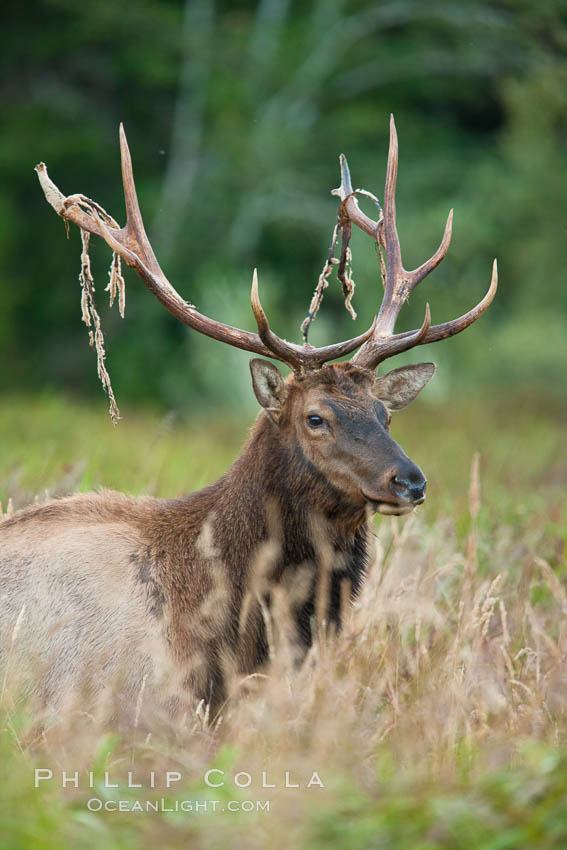 Roosevelt elk, adult bull male with large antlers. This bull elk has recently shed the velvet that covers its antlers. While an antler is growing, it is covered with highly vascular skin called velvet, which supplies oxygen and nutrients to the growing bone; once the antler has achieved its full size, the velvet is lost and the antler's bone dies. This dead bone structure is the mature antler, which is itself shed after each mating season. Roosevelt elk grow to 10' and 1300 lb, eating grasses, sedges and various berries, inhabiting the coastal rainforests of the Pacific Northwest. Redwood National Park, California, USA, Cervus canadensis roosevelti, natural history stock photograph, photo id 26389