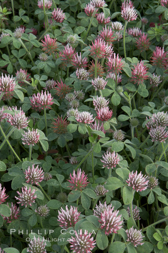 Rose clover blooms in spring. Carlsbad, California, USA, Trifolium hirtum, natural history stock photograph, photo id 11456