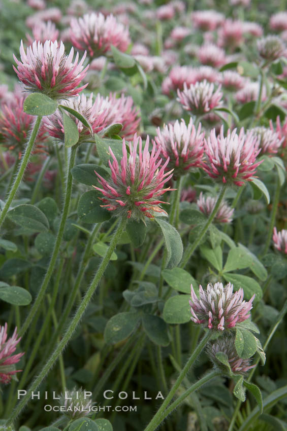 Rose clover blooms in spring. Carlsbad, California, USA, Trifolium hirtum, natural history stock photograph, photo id 11447