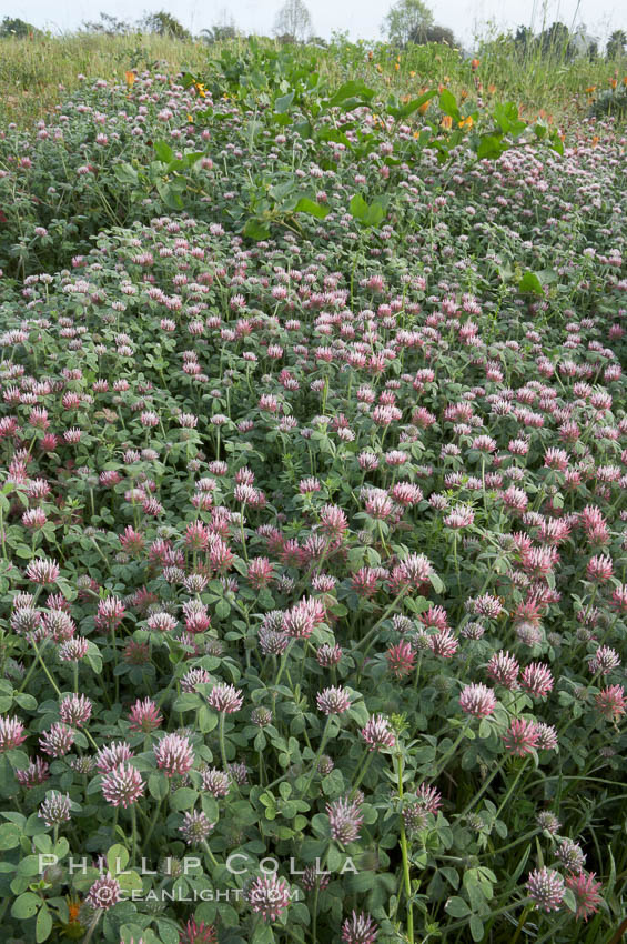 Rose clover blooms in spring. Carlsbad, California, USA, Trifolium hirtum, natural history stock photograph, photo id 11459