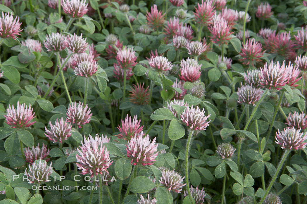 Rose clover blooms in spring. Carlsbad, California, USA, Trifolium hirtum, natural history stock photograph, photo id 11448