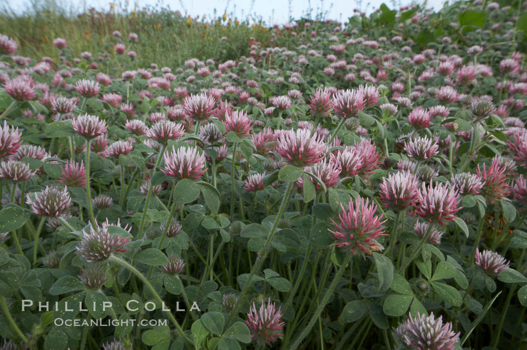 Rose clover blooms in spring, Trifolium hirtum photo, Carlsbad, California