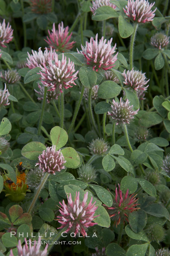 Rose clover blooms in spring. Carlsbad, California, USA, Trifolium hirtum, natural history stock photograph, photo id 11457