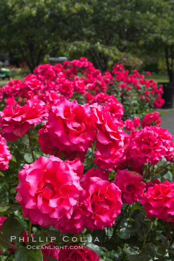 Roses. Victoria, British Columbia, Canada, natural history stock photograph, photo id 21050