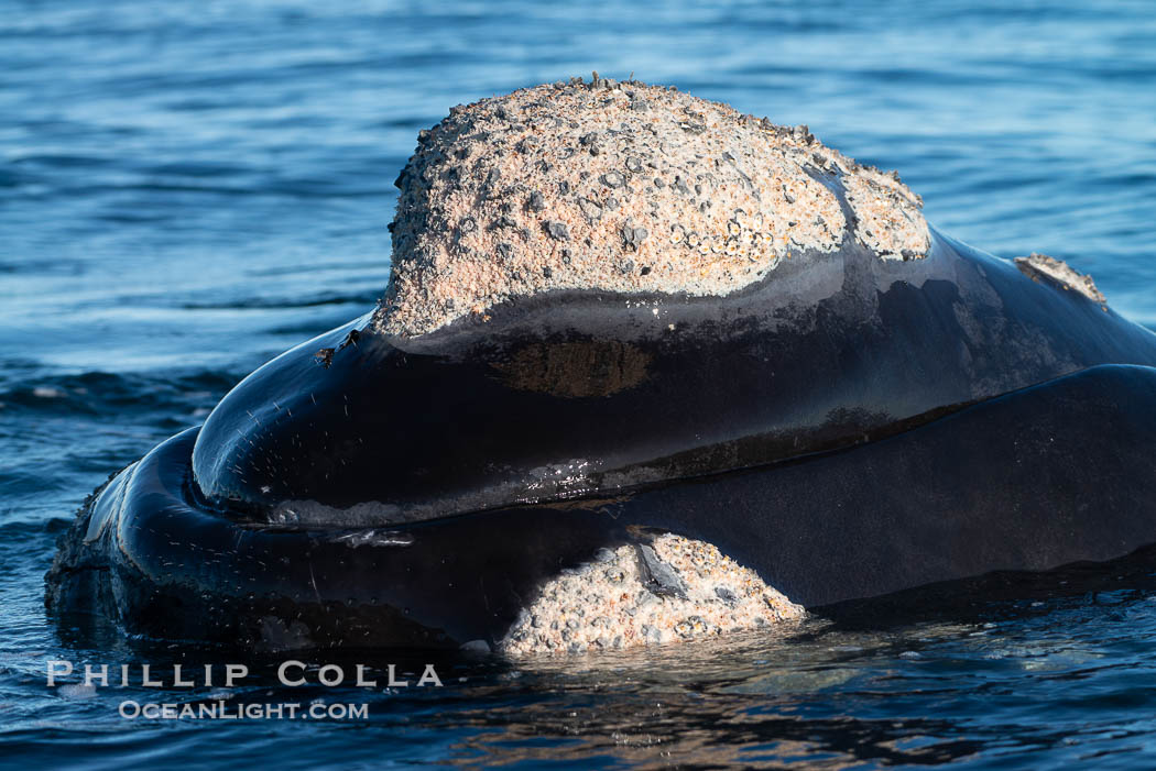 Rostrum and callosities of southern right whale, Eubalaena australis. Whale lice can be seen attached to the collosities, which are patches of thickened keratinized tissue, like calluses (thus the name).  The pattern of callosities on a right whale are unique and serve as a way to identify individuals throughout their lifetime. Puerto Piramides, Chubut, Argentina, Eubalaena australis, natural history stock photograph, photo id 38330