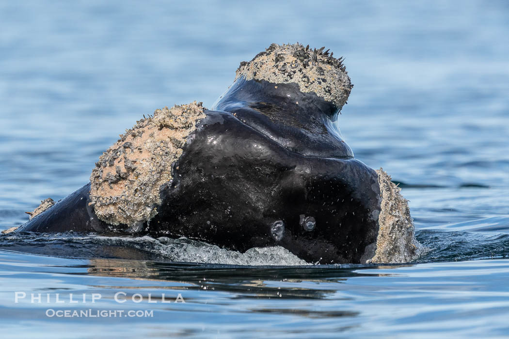 Rostrum and callosities of southern right whale, Eubalaena australis. Whale lice can be seen attached to the collosities, which are patches of thickened keratinized tissue, like calluses (thus the name).  The pattern of callosities on a right whale are unique and serve as a way to identify individuals throughout their lifetime. By permission of the Government of Argentina, Chubut, permit # 51 / 2025-SsCyA., Eubalaena australis, natural history stock photograph, photo id 41238