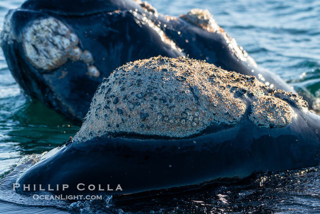 Rostrum and callosities of southern right whale, Eubalaena australis. Whale lice can be seen attached to the collosities, which are patches of thickened keratinized tissue, like calluses (thus the name).  The pattern of callosities on a right whale are unique and serve as a way to identify individuals throughout their lifetime. Puerto Piramides, Chubut, Argentina, Eubalaena australis, natural history stock photograph, photo id 38452