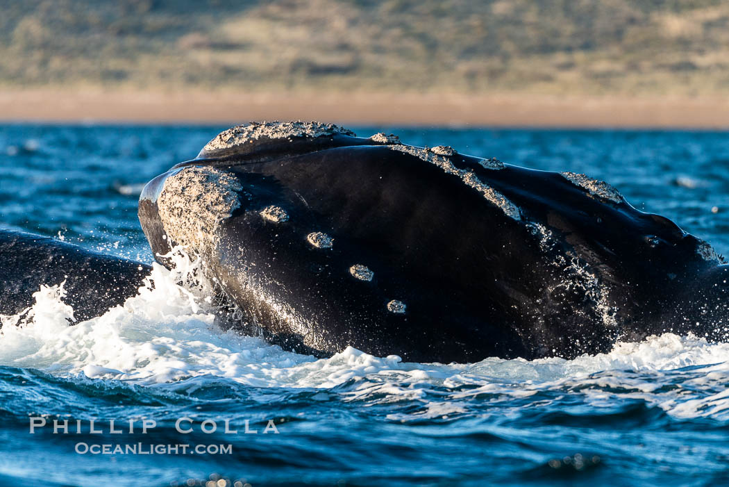 Rostrum and callosities of southern right whale, Eubalaena australis. Whale lice can be seen attached to the collosities, which are patches of thickened keratinized tissue, like calluses (thus the name).  The pattern of callosities on a right whale are unique and serve as a way to identify individuals throughout their lifetime. Puerto Piramides, Chubut, Argentina, Eubalaena australis, natural history stock photograph, photo id 38456