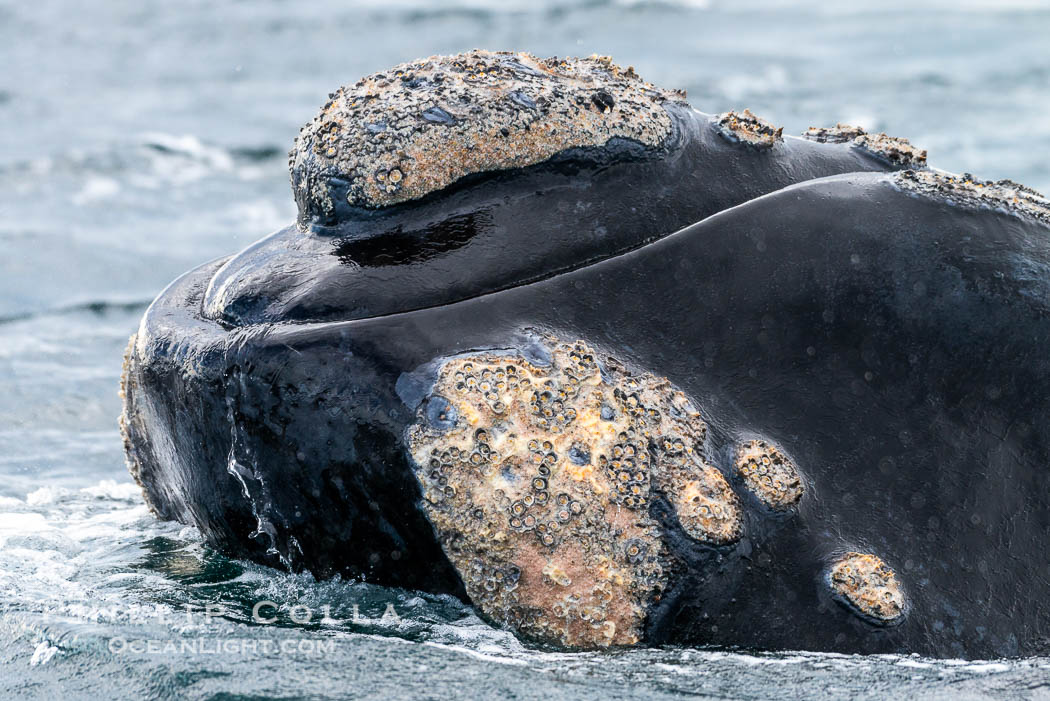 Rostrum and callosities of southern right whale, Eubalaena australis. Whale lice can be seen attached to the collosities, which are patches of thickened keratinized tissue, like calluses (thus the name).  The pattern of callosities on a right whale are unique and serve as a way to identify individuals throughout their lifetime. Puerto Piramides, Chubut, Argentina, Eubalaena australis, natural history stock photograph, photo id 38407