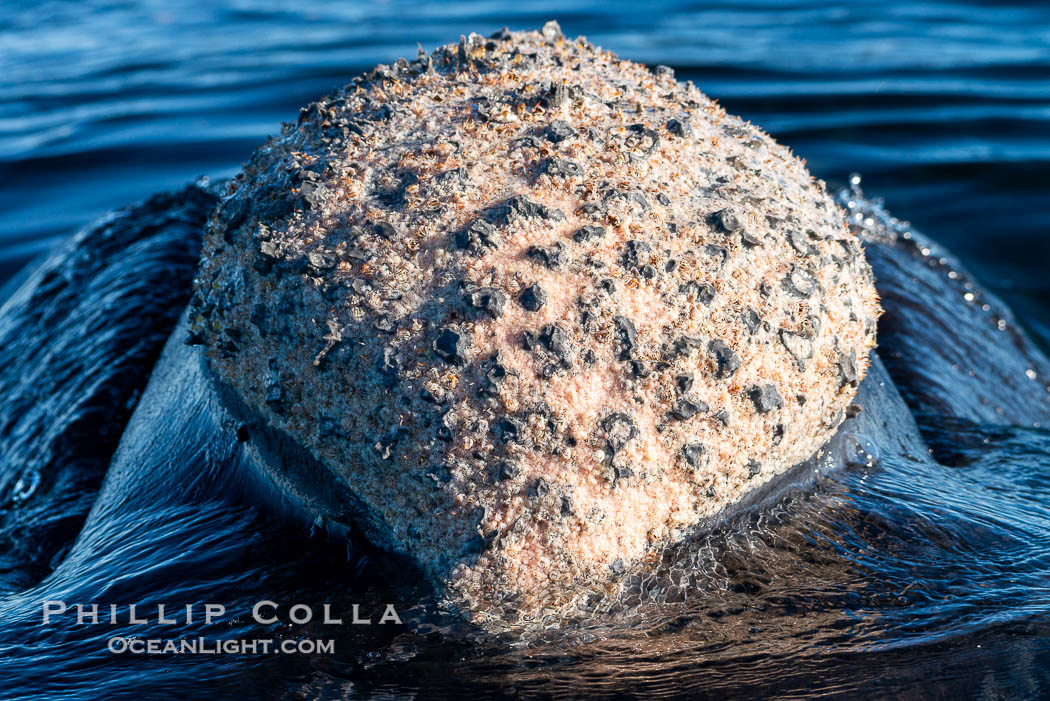 Rostrum and callosities of southern right whale, Eubalaena australis. Whale lice can be seen attached to the collosities, which are patches of thickened keratinized tissue, like calluses (thus the name).  The pattern of callosities on a right whale are unique and serve as a way to identify individuals throughout their lifetime. Puerto Piramides, Chubut, Argentina, Eubalaena australis, natural history stock photograph, photo id 38451