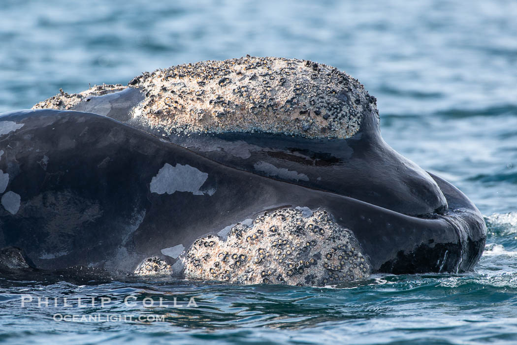 Rostrum and callosities of southern right whale, Eubalaena australis. Whale lice can be seen attached to the collosities, which are patches of thickened keratinized tissue, like calluses (thus the name).  The pattern of callosities on a right whale are unique and serve as a way to identify individuals throughout their lifetime. Puerto Piramides, Chubut, Argentina, Eubalaena australis, natural history stock photograph, photo id 38459