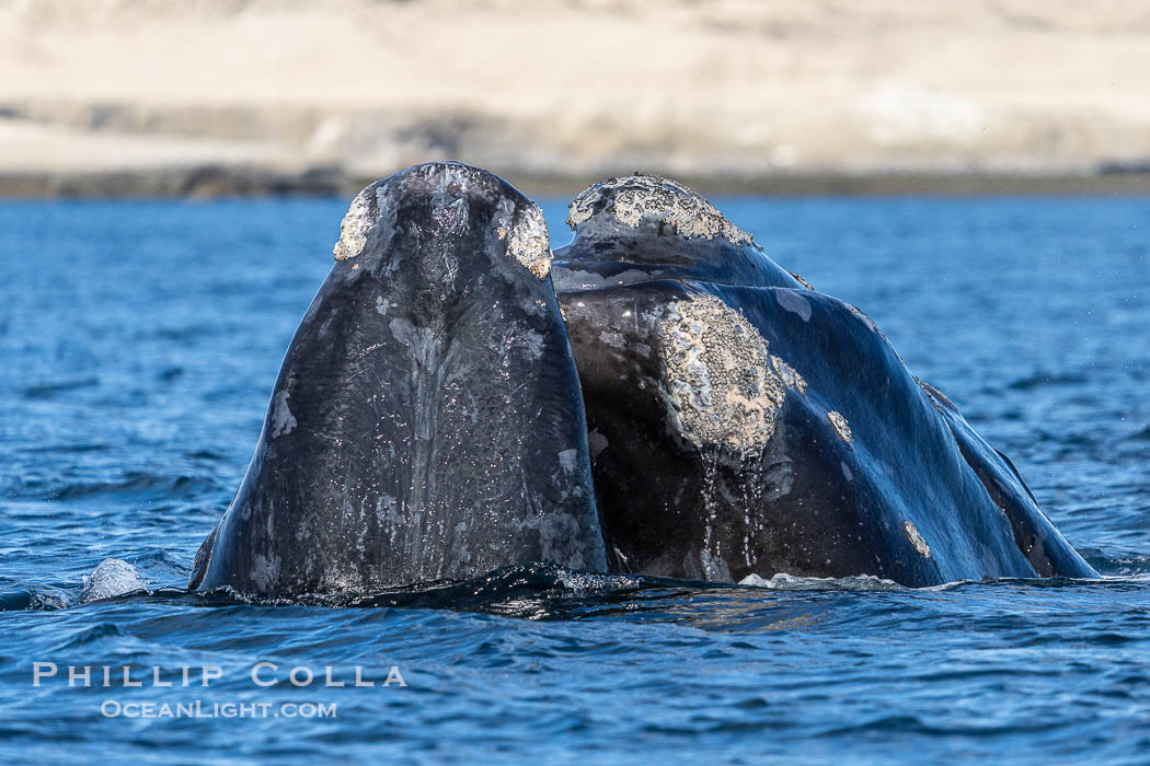 Rostrum and callosities of southern right whale, Eubalaena australis. Whale lice can be seen attached to the collosities, which are patches of thickened keratinized tissue, like calluses (thus the name).  The pattern of callosities on a right whale are unique and serve as a way to identify individuals throughout their lifetime. By permission of the Government of Argentina, Chubut, permit # 51 / 2025-SsCyA., Eubalaena australis, natural history stock photograph, photo id 41311