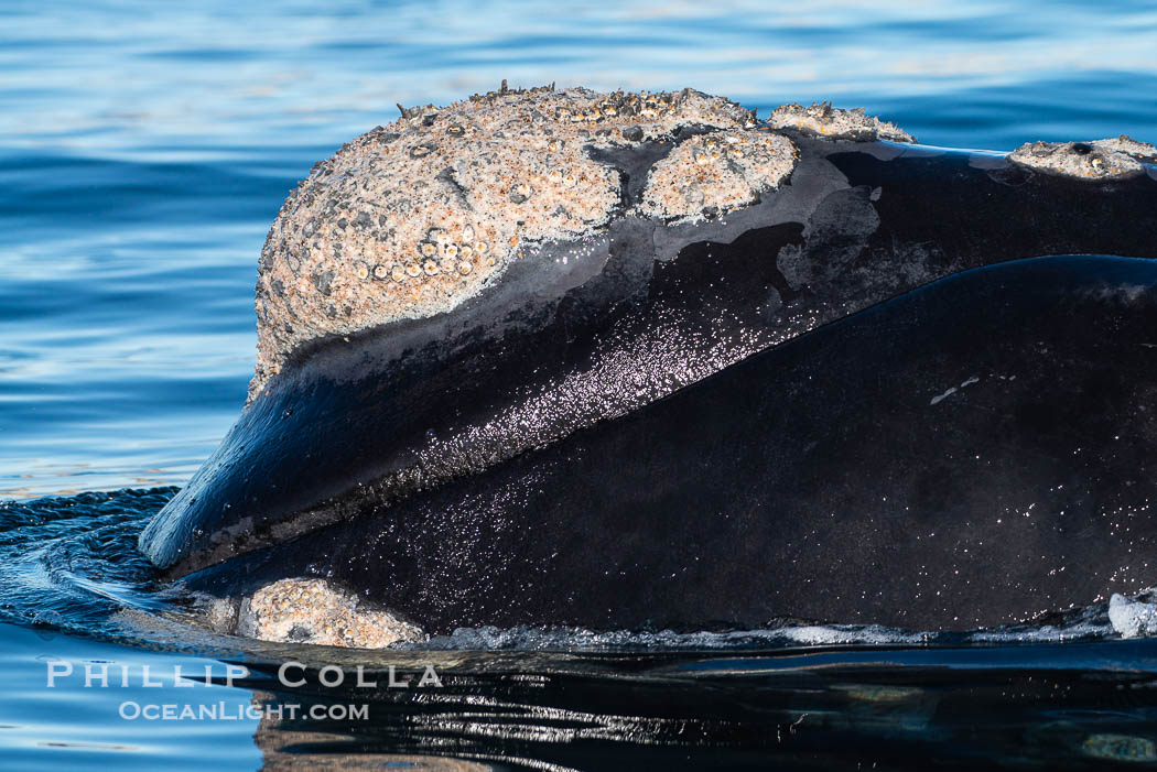 Rostrum and callosities of southern right whale, Eubalaena australis. Whale lice can be seen attached to the collosities, which are patches of thickened keratinized tissue, like calluses (thus the name).  The pattern of callosities on a right whale are unique and serve as a way to identify individuals throughout their lifetime. Puerto Piramides, Chubut, Argentina, Eubalaena australis, natural history stock photograph, photo id 38449