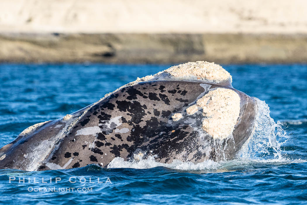 Rostrum and callosities of southern right whale, Eubalaena australis. Whale lice can be seen attached to the collosities, which are patches of thickened keratinized tissue, like calluses (thus the name).  The pattern of callosities on a right whale are unique and serve as a way to identify individuals throughout their lifetime. By permission of the Government of Argentina, Chubut, permit # 51 / 2025-SsCyA., Eubalaena australis, natural history stock photograph, photo id 41261