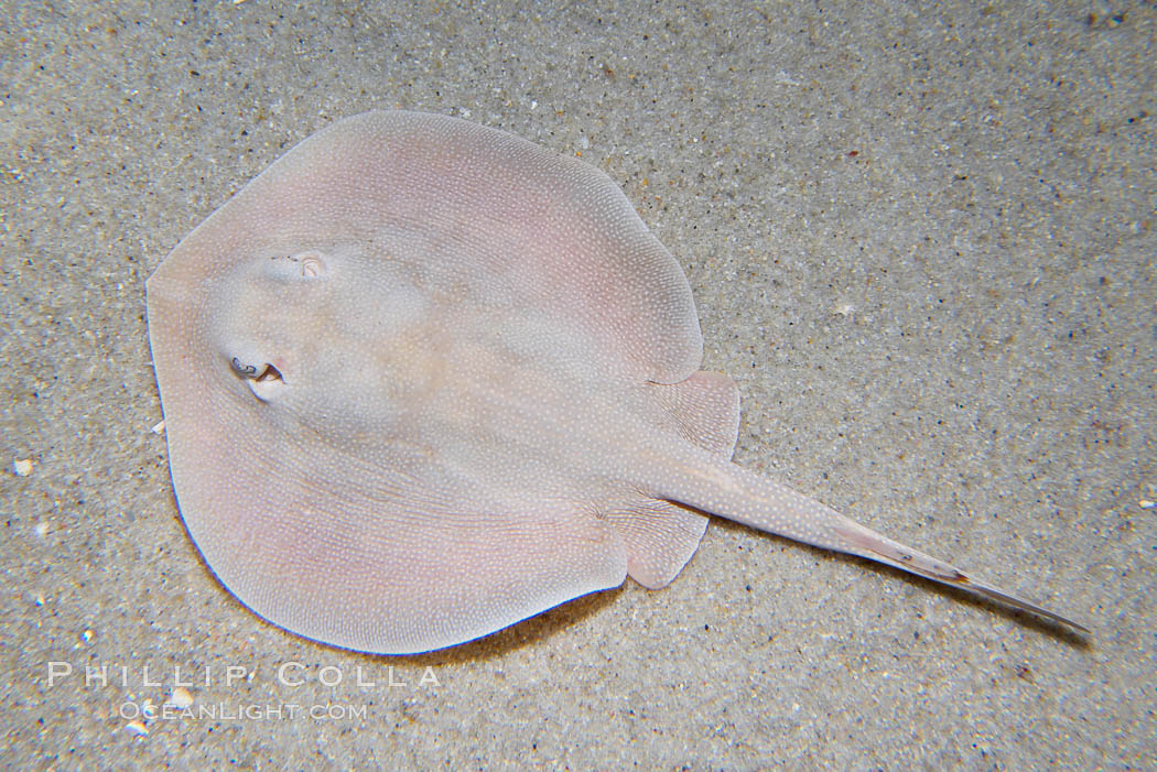 Round stingray, a common inhabitant of shallow sand flats., Urolophus halleri, natural history stock photograph, photo id 14480