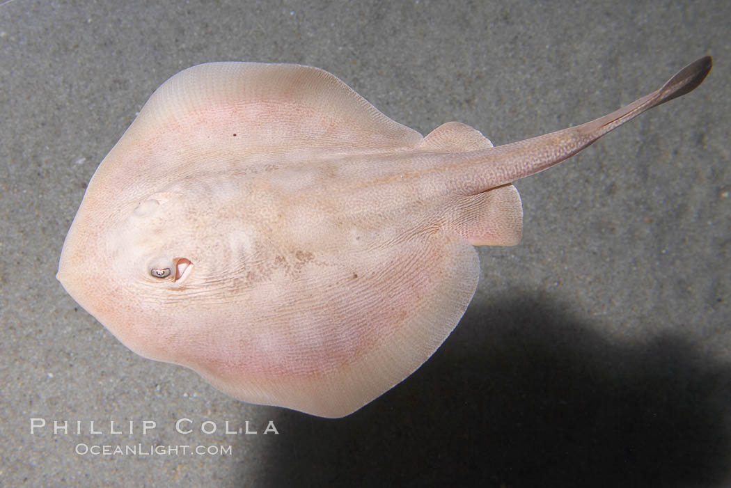 Round stingray, a common inhabitant of shallow sand flats., Urolophus halleri, natural history stock photograph, photo id 14477