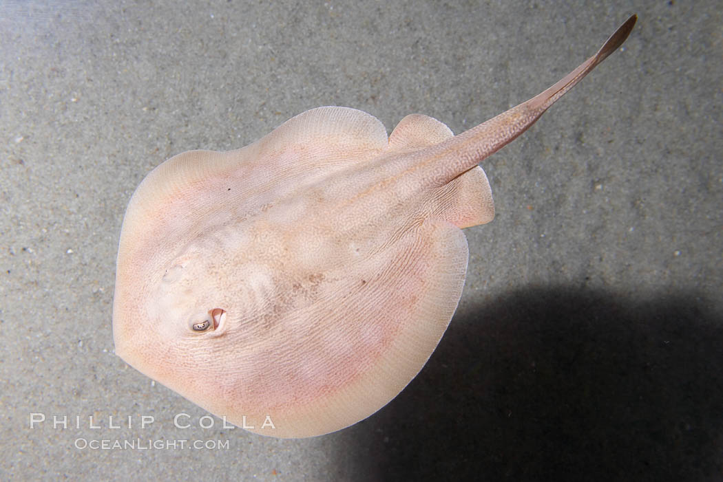 Round stingray, a common inhabitant of shallow sand flats., Urolophus halleri, natural history stock photograph, photo id 14478