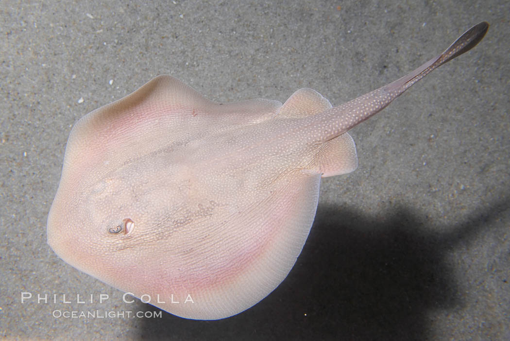 Round stingray, a common inhabitant of shallow sand flats., Urolophus halleri, natural history stock photograph, photo id 14481