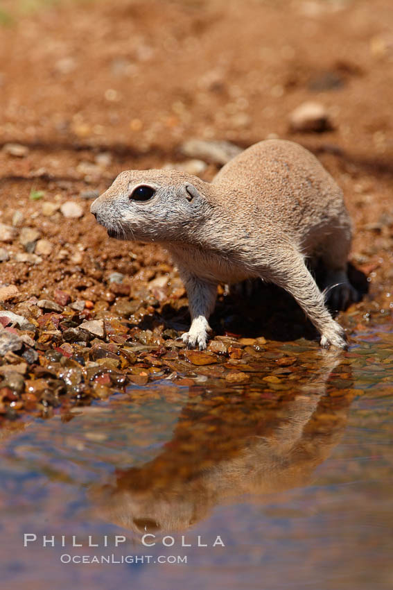 Round-tailed ground squirrel. Amado, Arizona, USA, Spermophilus tereticaudus, natural history stock photograph, photo id 22975