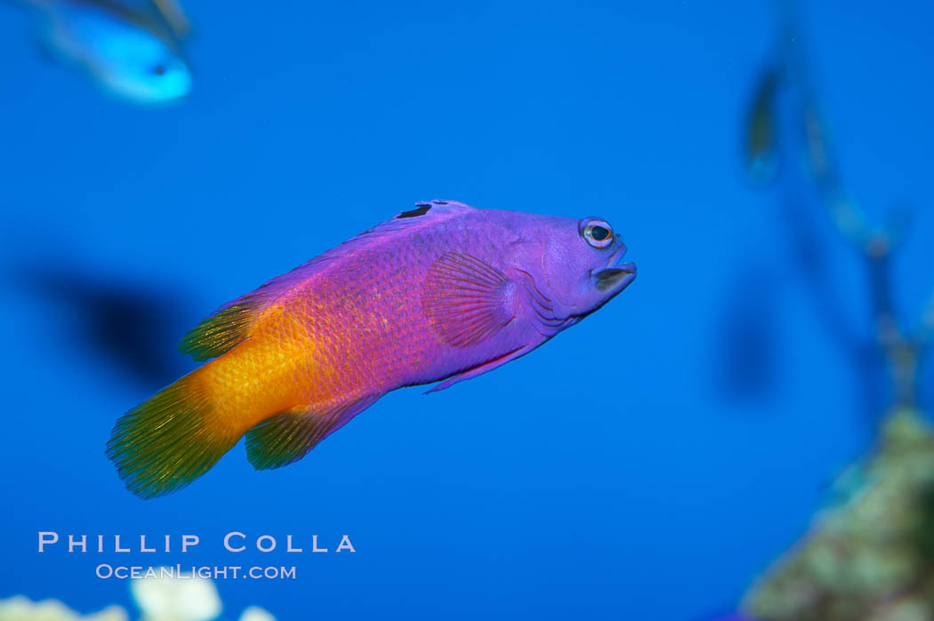 Royal gramma basslet., Gramma loreto, natural history stock photograph, photo id 11830