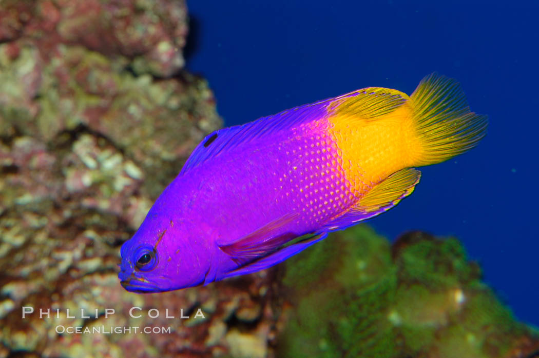 Royal gramma basslet., Gramma loreto, natural history stock photograph, photo id 08680