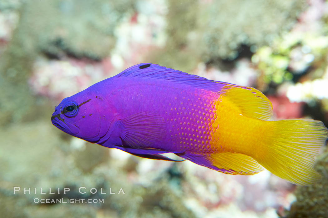 Royal gramma basslet., Gramma loreto, natural history stock photograph, photo id 11827