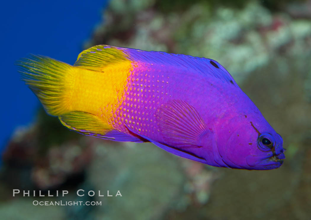 Royal gramma basslet., Gramma loreto, natural history stock photograph, photo id 11829