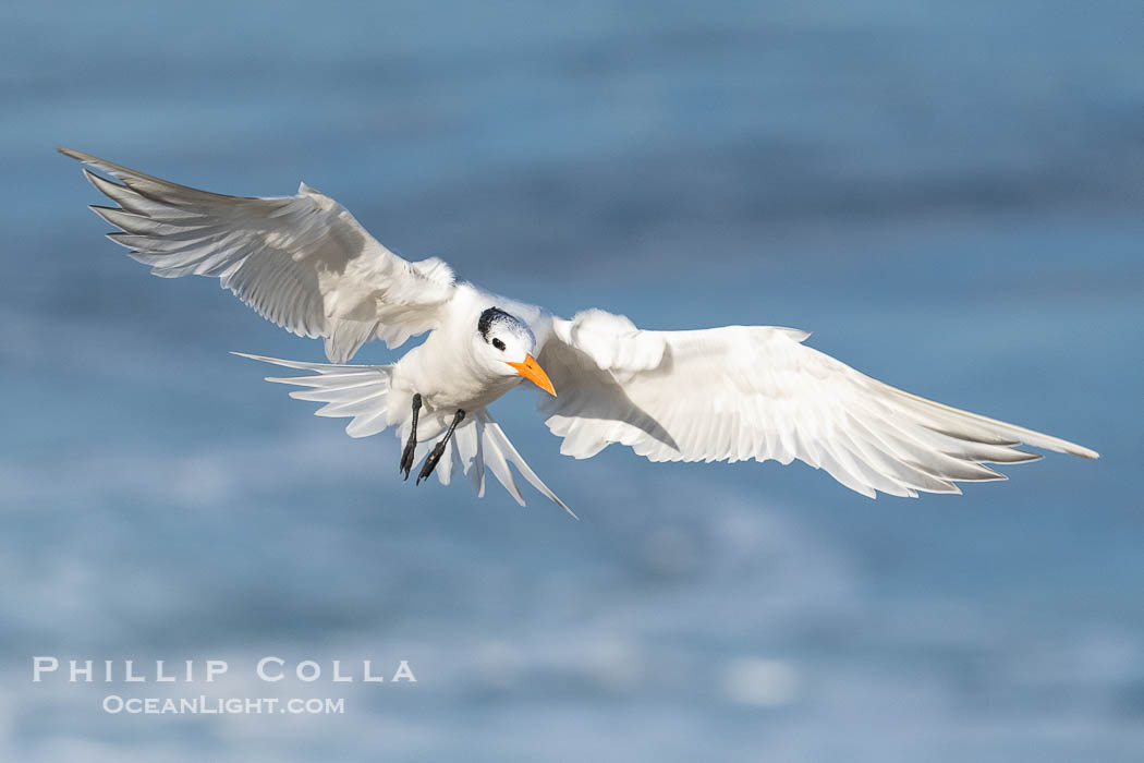 Royal Tern Banking in Flight with Wings Spread Wide, La Jolla, California