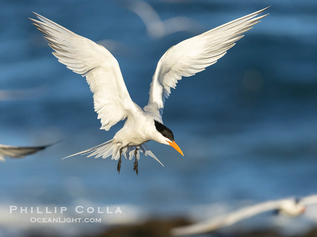 Royal Tern in flight, adult breeding plumage with black head cap, La Jolla. California, USA, Sterna maxima, Thalasseus maximus, natural history stock photograph, photo id 38960