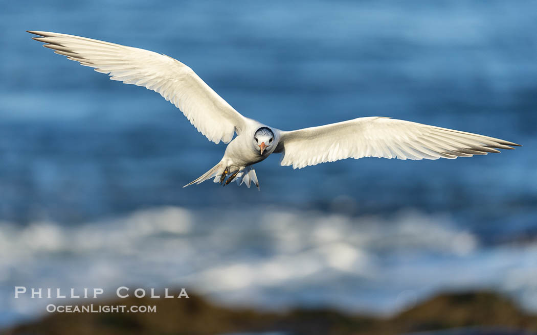 Royal Tern in flight, adult breeding plumage with black head cap, Sterna maxima, Thalasseus maximus, La Jolla, California Royal Tern in flight, adult breeding plumage with black head cap, Sterna maxima, Thalasseus maximus, La Jolla, California