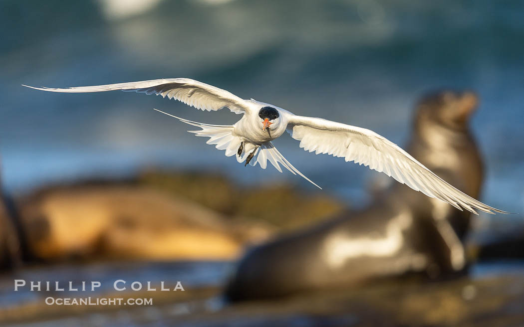 Royal Tern in flight, adult breeding plumage with black head cap, La Jolla. California sea lion in the background, Sterna maxima, Thalasseus maximus