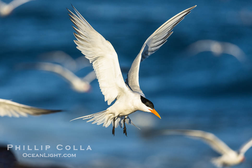 Royal Tern in flight, adult breeding plumage with black head cap, Sterna maxima, Thalasseus maximus, La Jolla, California