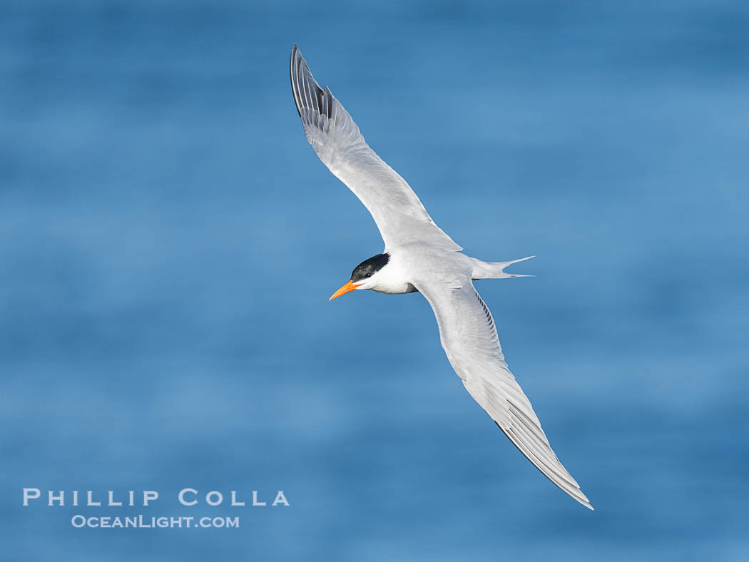Royal Tern in flight, adult breeding plumage with black head cap. La Jolla, California, USA, Sterna maxima, Thalasseus maximus, natural history stock photograph, photo id 40241