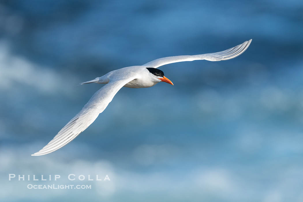 Royal Tern in flight, adult breeding plumage with black head cap. La Jolla, California, USA, Thalasseus maximus, natural history stock photograph, photo id 40313