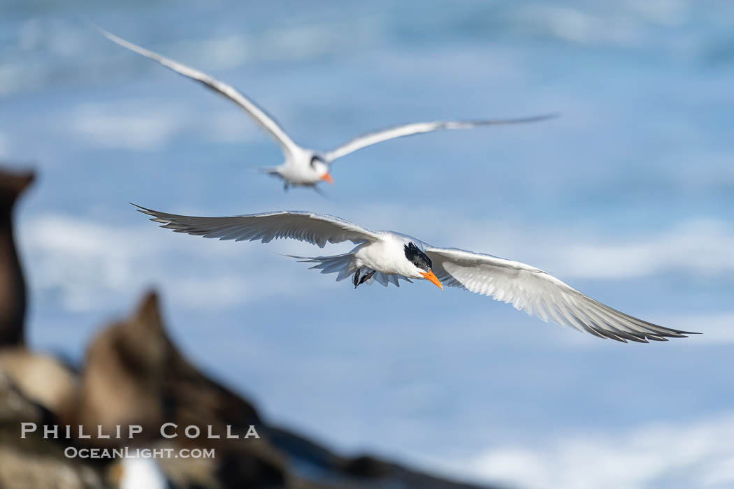 Royal Tern in flight, adult breeding plumage with black head cap, sea lions and waves in the background., Sterna maxima, Thalasseus maximus, natural history stock photograph, photo id 40181