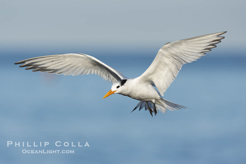 Royal Tern in flight, adult non-breeding plumage, La Jolla. California, USA, Sterna maxima, Thalasseus maximus, natural history stock photograph, photo id 38666