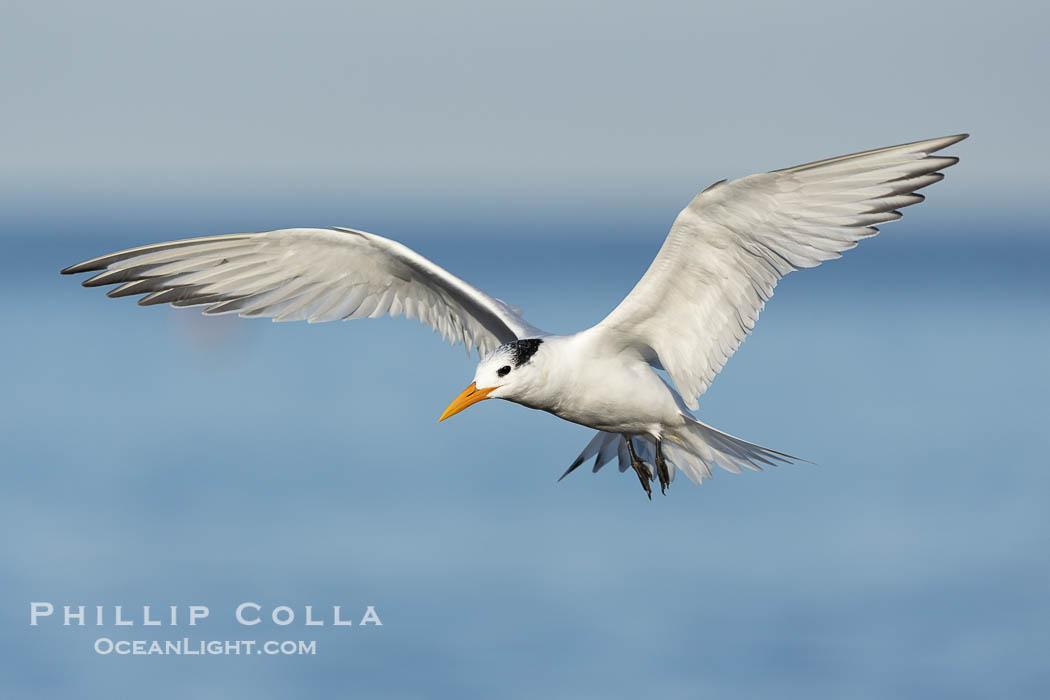 Royal Tern in flight, adult non-breeding plumage, La Jolla, Sterna maxima