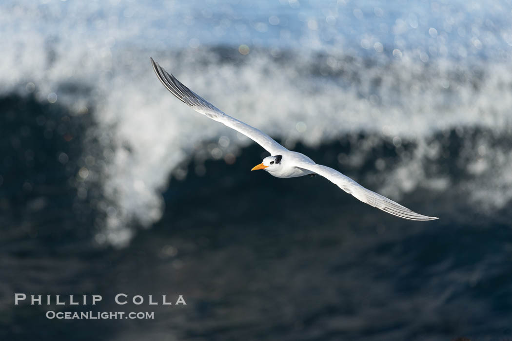 Royal Tern in flight, adult non-breeding plumage, La Jolla, Sterna maxima