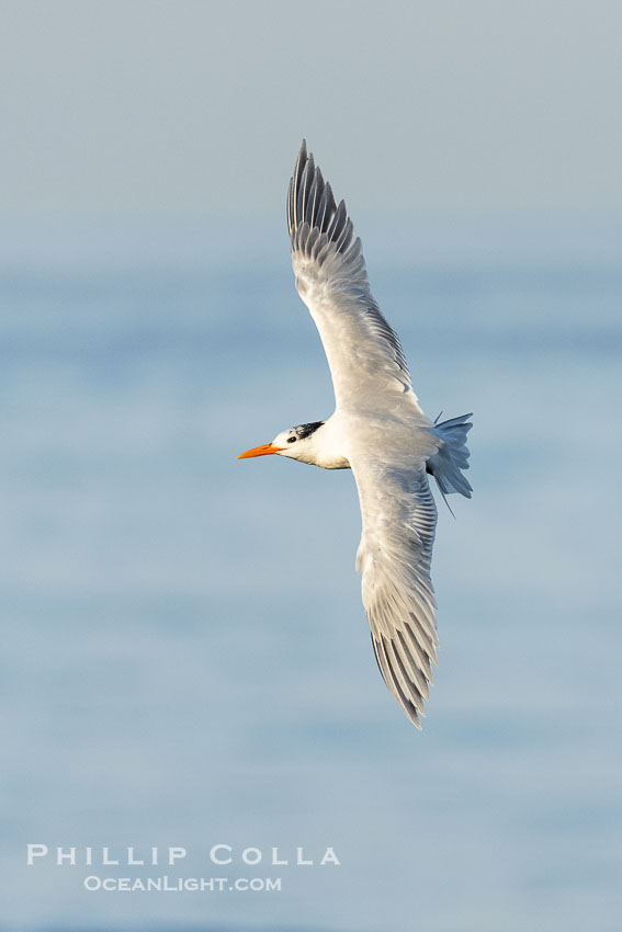 Royal Tern in flight, adult non-breeding plumage, La Jolla, Sterna maxima Royal Tern in flight, adult non-breeding plumage, La Jolla, Sterna maxima