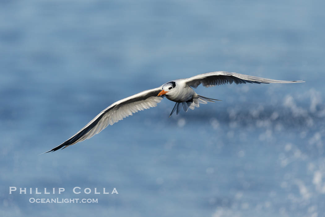 Royal Tern in flight, adult non-breeding plumage, La Jolla. California, USA, Sterna maxima, Thalasseus maximus, natural history stock photograph, photo id 38664