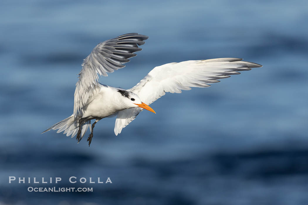 Royal Tern in flight, adult non-breeding plumage, La Jolla. California, USA, Sterna maxima, natural history stock photograph, photo id 38668