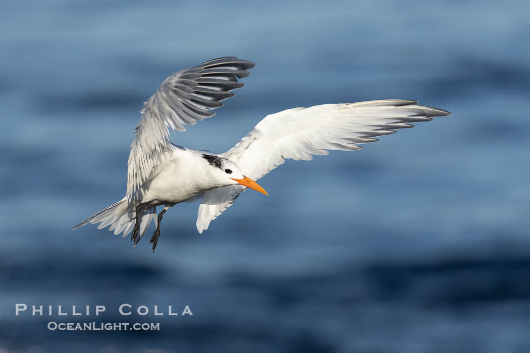 Royal Tern in flight, adult non-breeding plumage, La Jolla, Sterna maxima