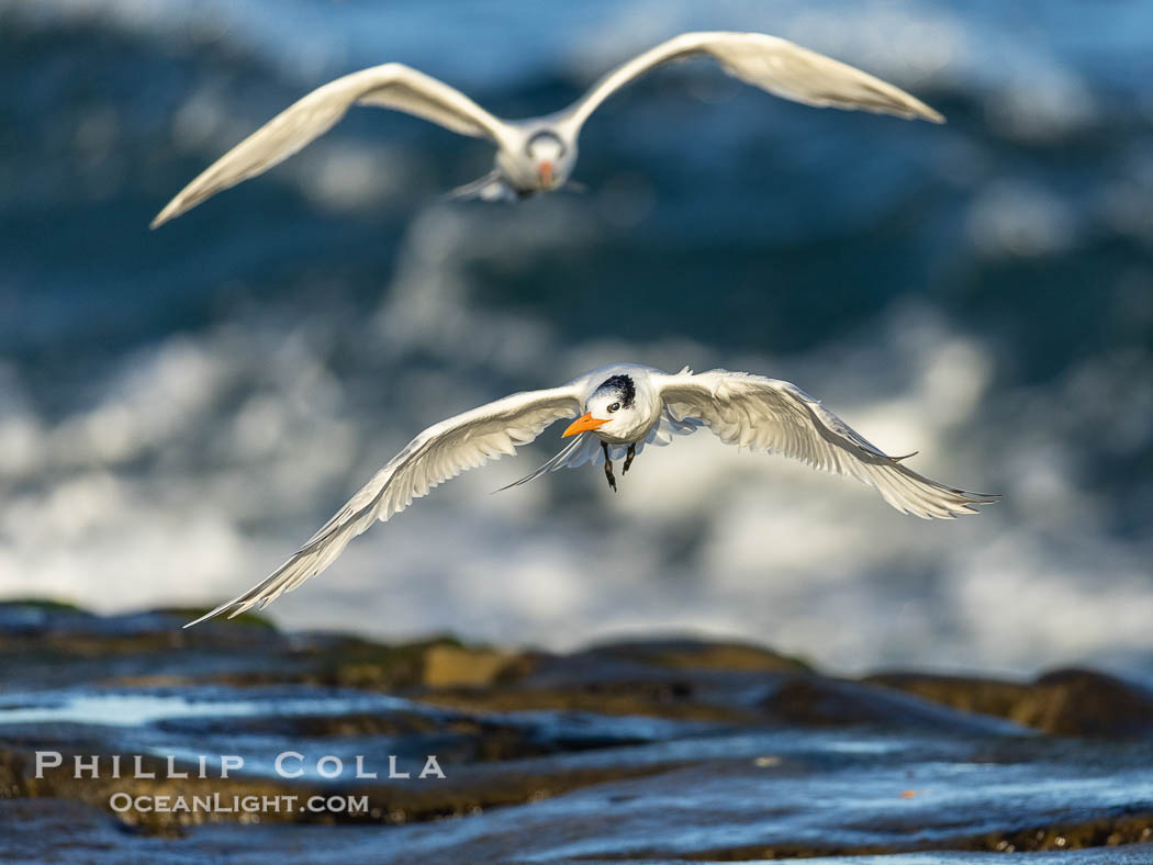 Royal Tern in flight, breaking waves and surf in the background, adult non-breeding plumage, La Jolla. California, USA, Sterna maxima, Thalasseus maximus, natural history stock photograph, photo id 38948