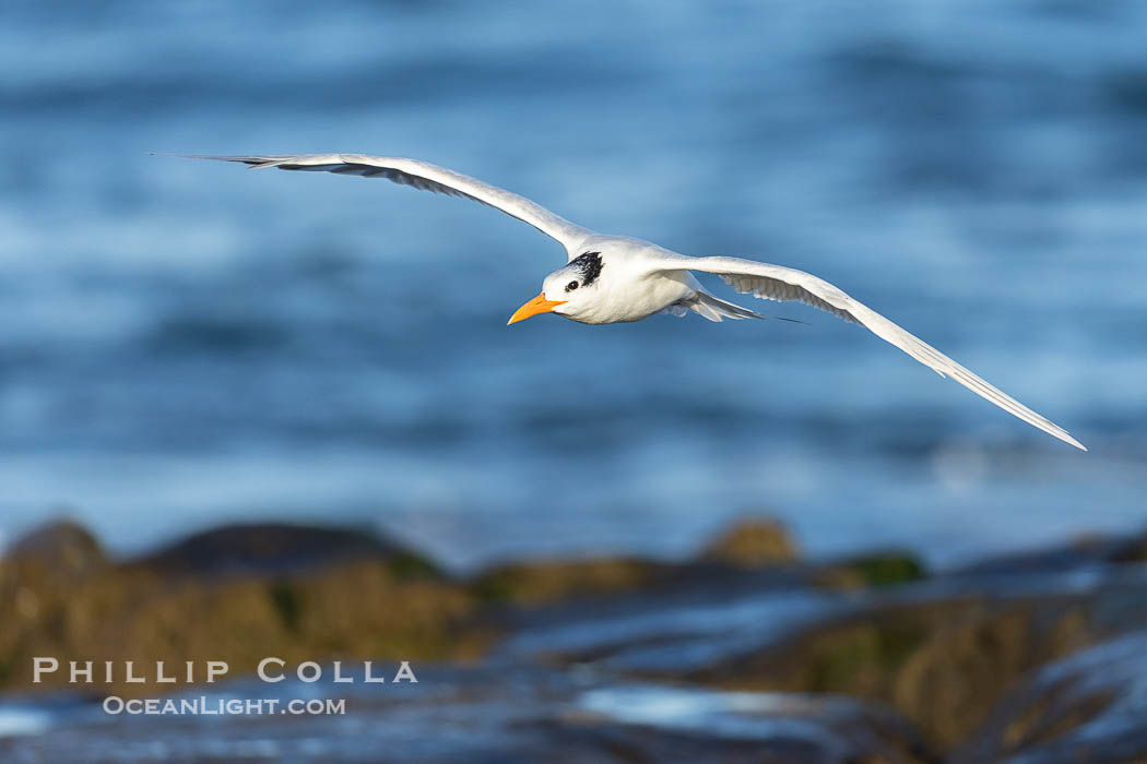 Royal Tern in flight, adult non-breeding plumage, La Jolla. California, USA, Sterna maxima, Thalasseus maximus, natural history stock photograph, photo id 38952