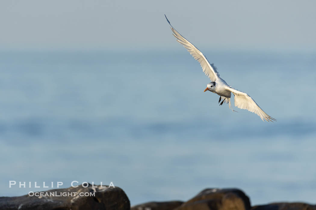 Royal Tern in flight, adult non-breeding plumage, La Jolla. California, USA, Sterna maxima, Thalasseus maximus, natural history stock photograph, photo id 38643