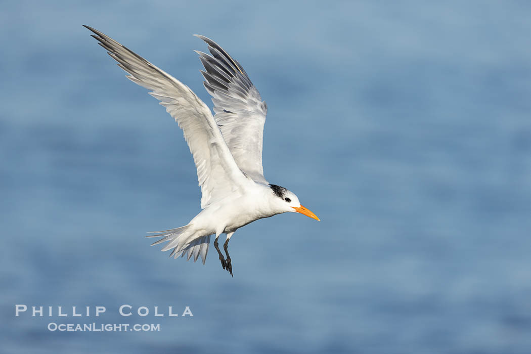 Royal Tern in flight, adult non-breeding plumage, La Jolla. California, USA, Sterna maxima, Thalasseus maximus, natural history stock photograph, photo id 38667