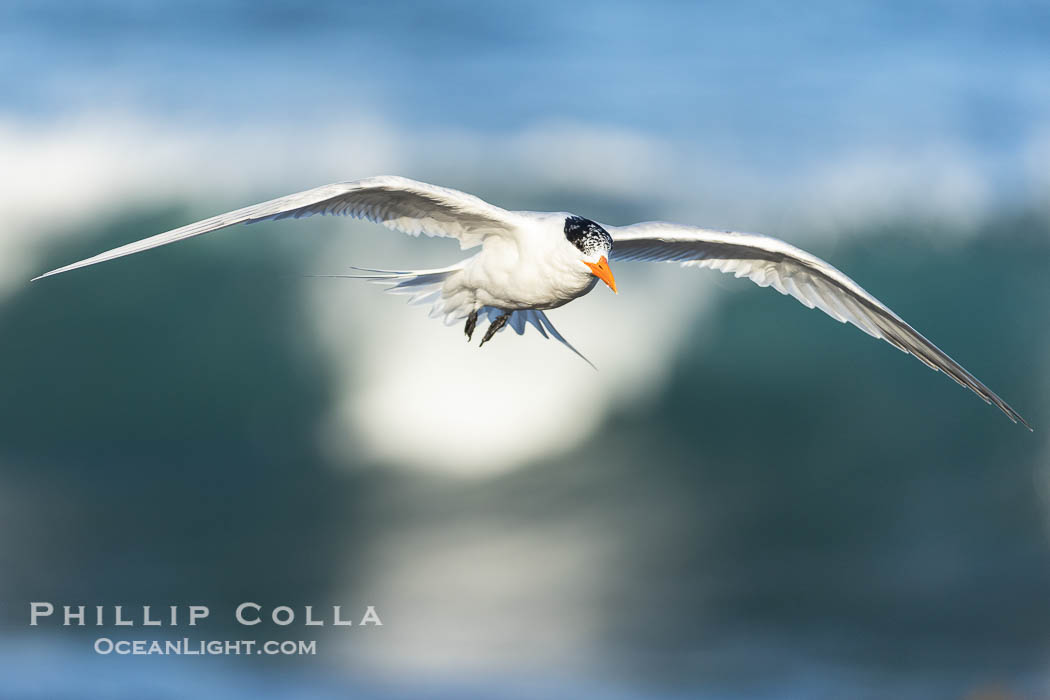 Royal Tern in flight, breaking waves and surf in the background, adult non-breeding plumage, La Jolla. California, USA, Sterna maxima, natural history stock photograph, photo id 38951