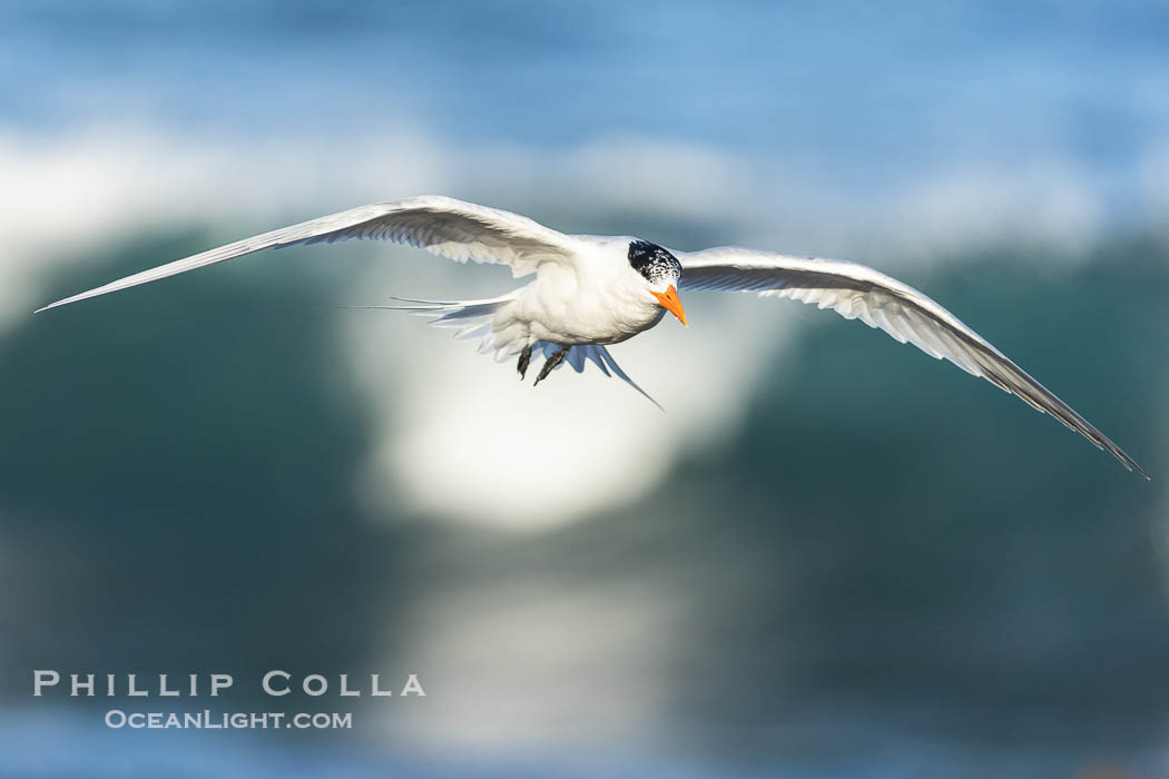 Royal Tern in flight, breaking waves and surf in the background, adult non-breeding plumage, La Jolla. California, USA, Sterna maxima, Thalasseus maximus, natural history stock photograph, photo id 38951